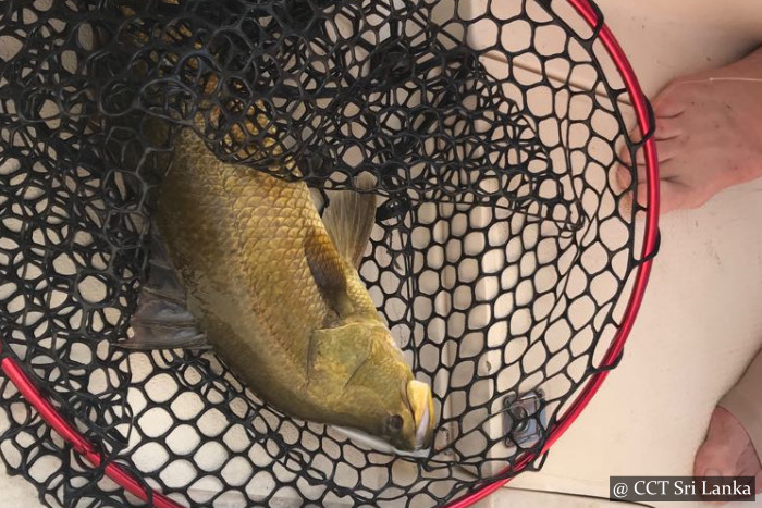 Refreshing Lake Fishing - Bolgoda Lake