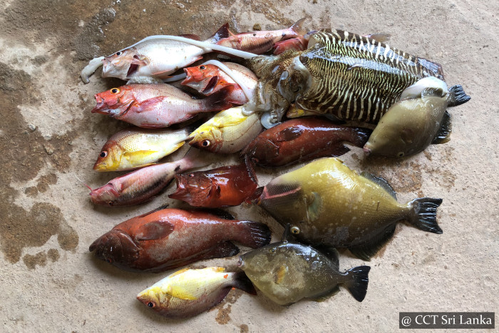 Sea Fishing Sri Lanka