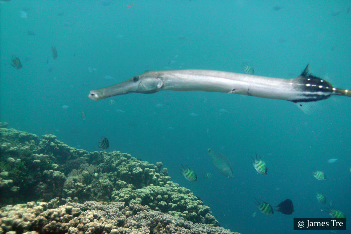 Scuba Dive Sites Sri Lanka