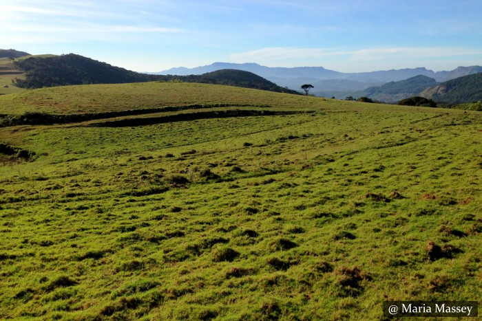 Nuwara Eliya - Moon Plains