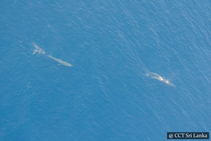 Whale Watching From Air In Mirissa