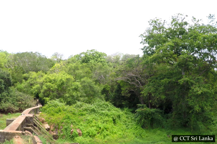 Paddle With Crocodiles Trincomalee