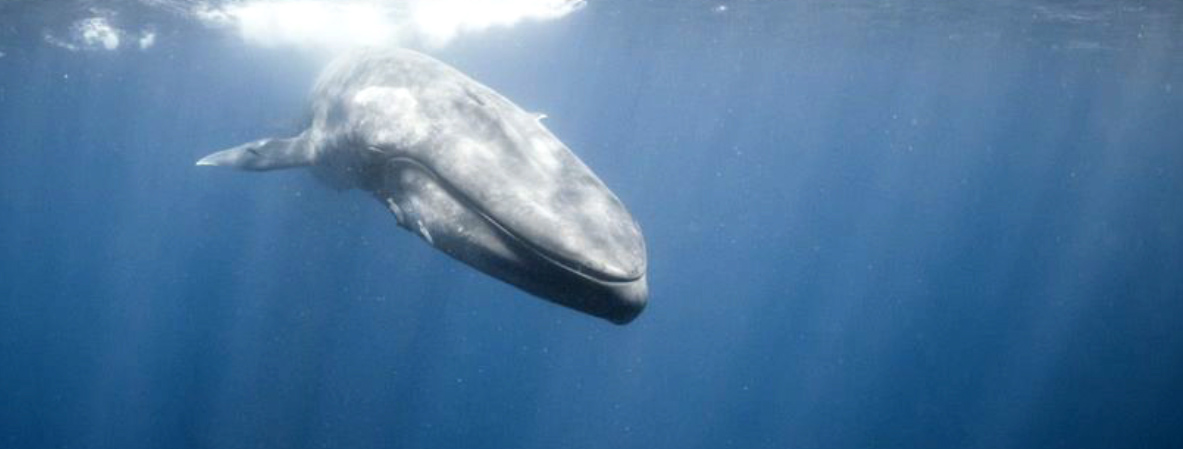 Dive with Whales Sri Lanka - CCT Sri Lanka