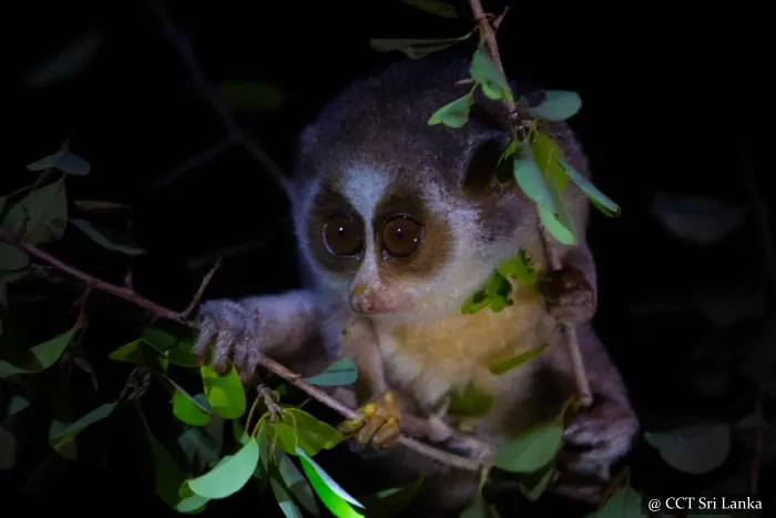 night safari sri lanka