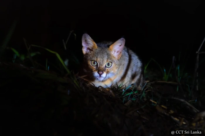 night safari sri lanka