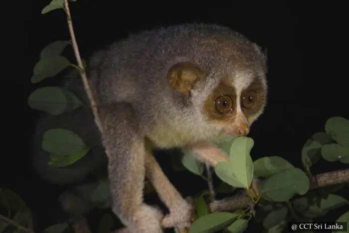 night safari sri lanka