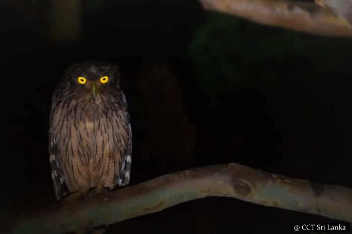 night safari sri lanka